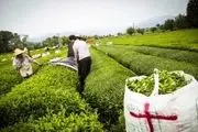 ۷۷ درصد مطالبات چایکاران پرداخت شد/ پیش بینی تولید ۱۳۵ هزار تن برگ سبز چای
