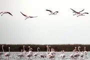 آغاز فصل مهاجرت پرندگان از شمال ایران به سیبری/ گزارش تصویری