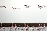 آغاز فصل مهاجرت پرندگان از شمال ایران به سیبری/ گزارش تصویری
