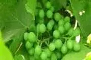 خواص کم نظیر غوره را بشناسید