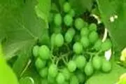 خواص کم نظیر غوره را بشناسید