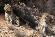حمله پلنگ ها به دو راس گوساله+عکس