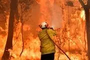 آتش‌، یک پنجم از جنگل‌های استرالیا را سوزاند