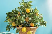 میوه ای که به راحتی درون گلدان می توان کاشت