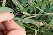 سن زدگی غلات کاهش یافت
